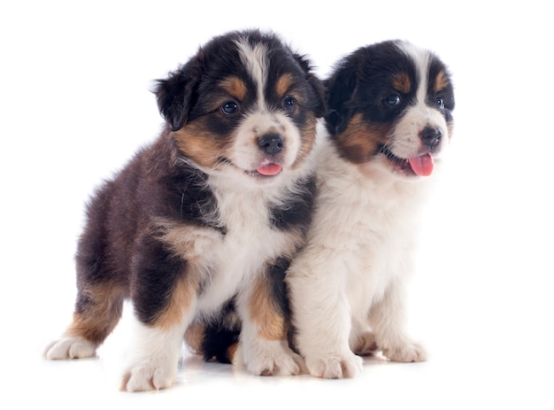 Welpen Australian Shepherd