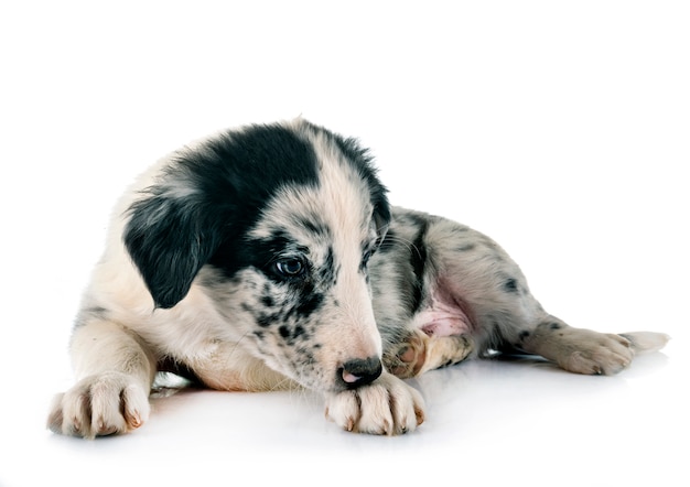 Welpen-Border-Collie