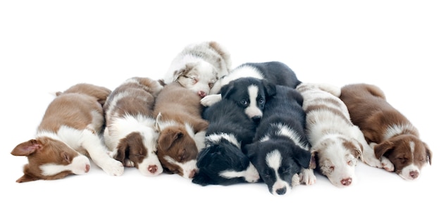 Welpen Border Collies