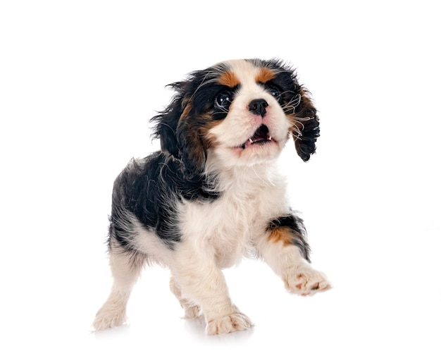 Welpen Cavalier King Charles