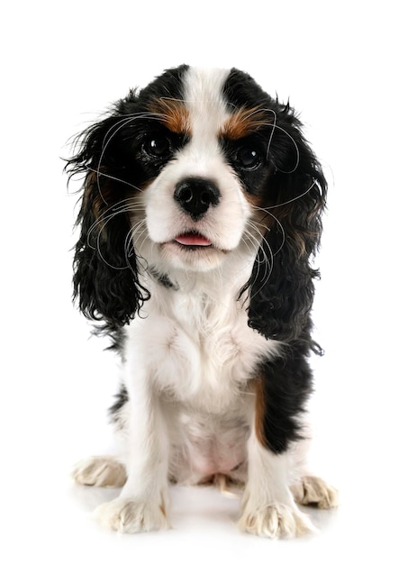 Welpen Cavalier King Charles