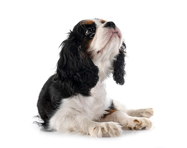 Welpen Cavalier King Charles