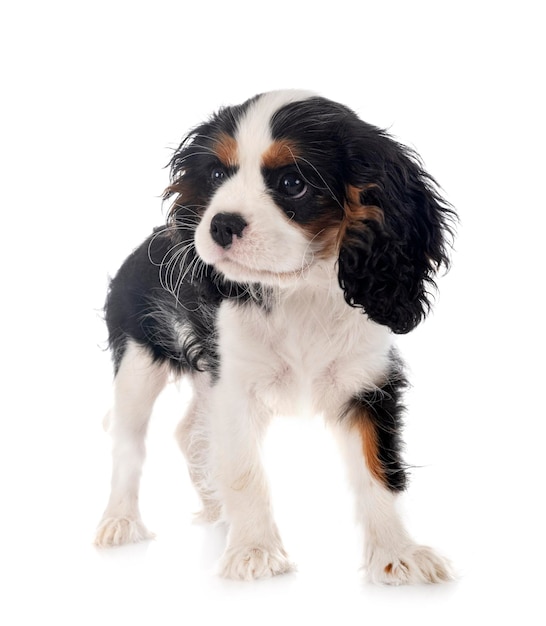 Welpen Cavalier King Charles