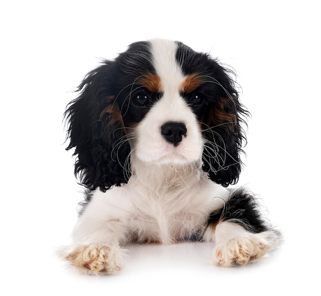 Welpen Cavalier King Charles