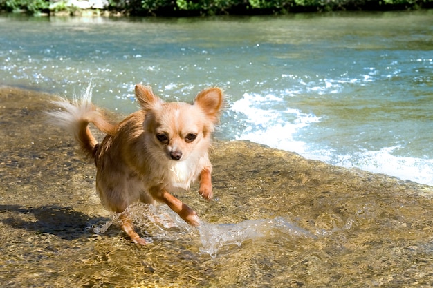 Welpen Chihuahua im Fluss