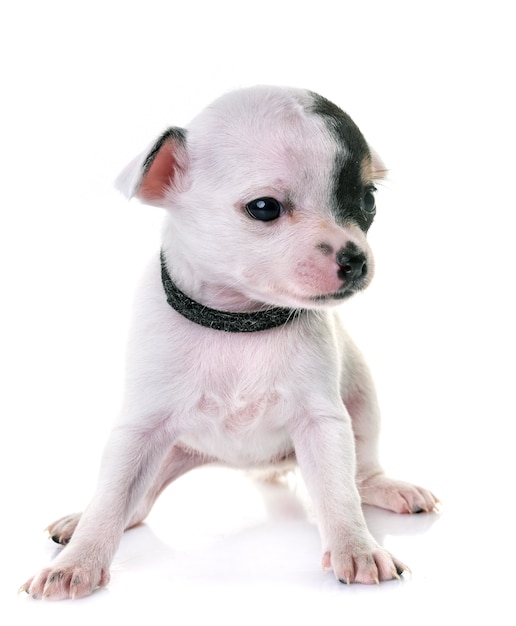 Welpen-Chihuahua im Studio