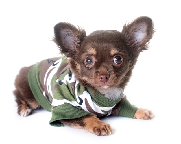 Welpen-Chihuahua im Studio