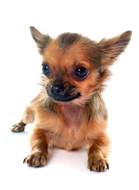 Welpen-Chihuahua im Studio