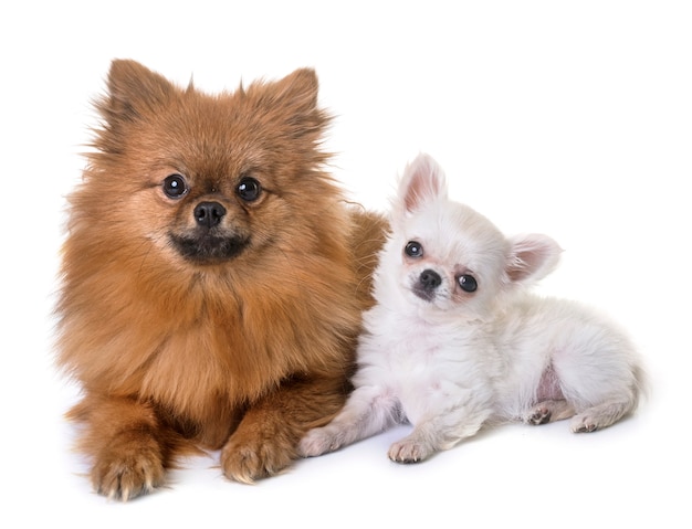 Welpen-Chihuahua und Pomeranian