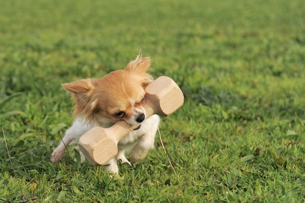 Welpen Chihuahua und Stock