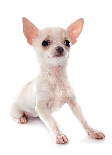 Welpen-Chihuahua