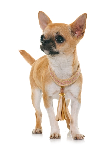 Welpen-Chihuahua