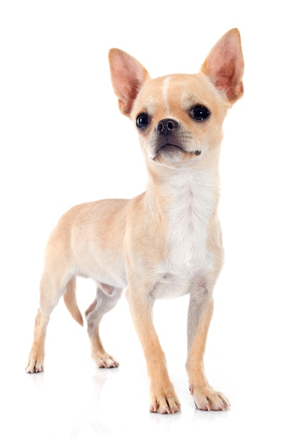 Welpen-Chihuahua