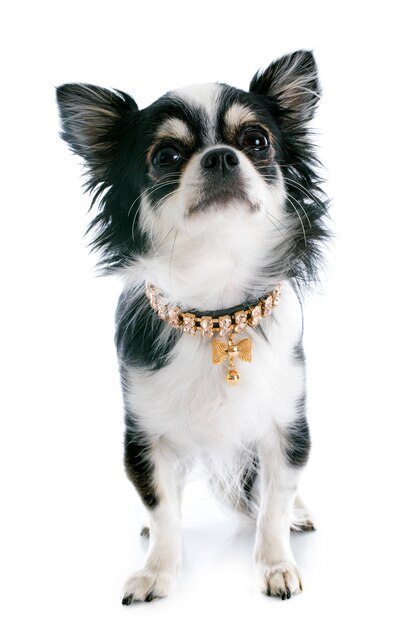 Welpen-Chihuahua