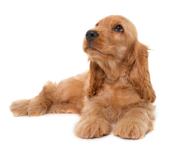 Welpen Cocker Spaniel