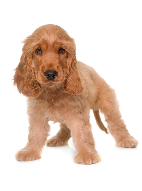 Welpen Cocker Spaniel