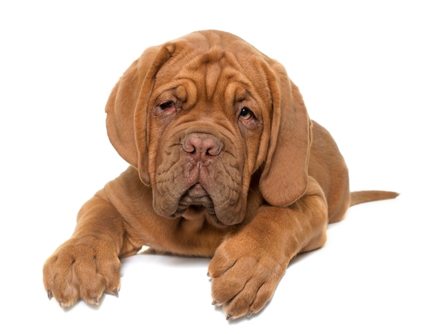 Welpen Dogue de Bordeaux