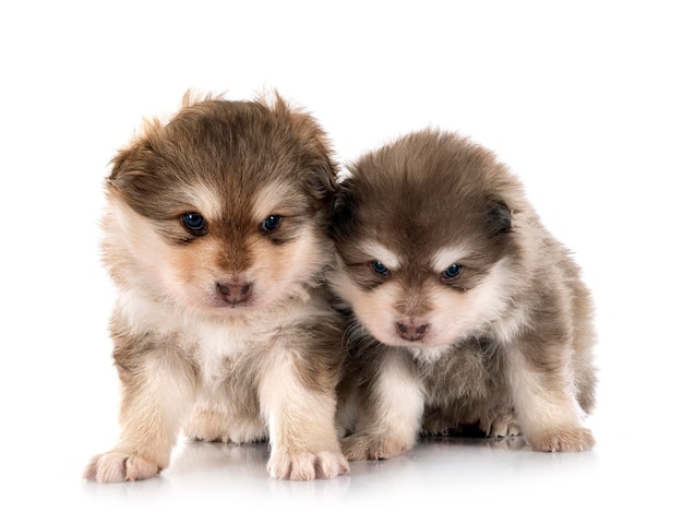 Welpen finnische Lapphunde im Studio