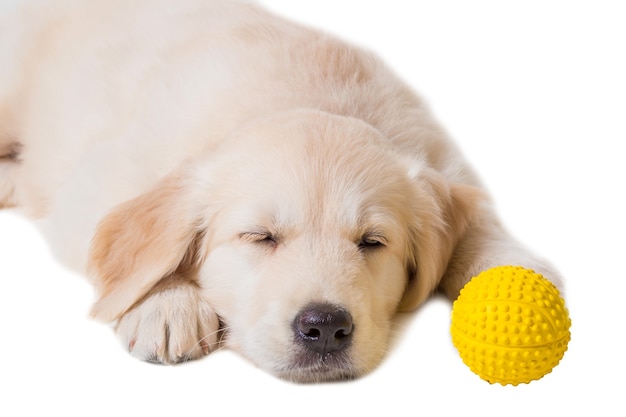 Welpen Golden Retriever auf weißem Hintergrund