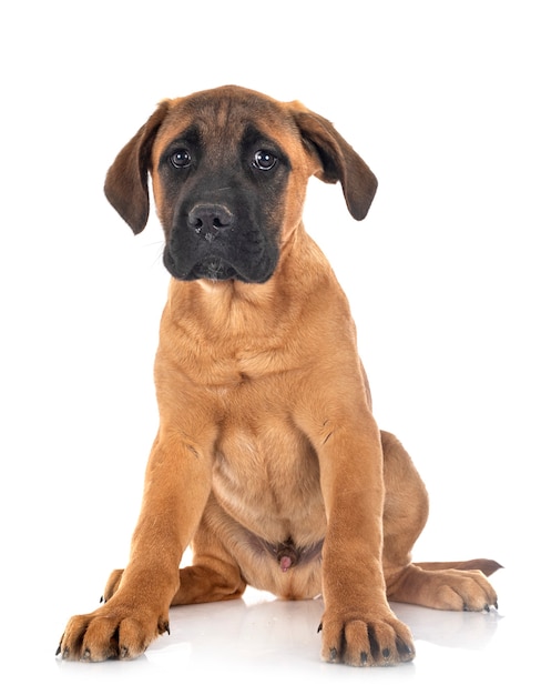 Welpen italienischer Mastiff