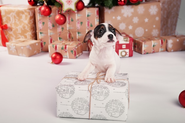 Welpen Jack Russell Terrier im Innenraum des neuen Jahres