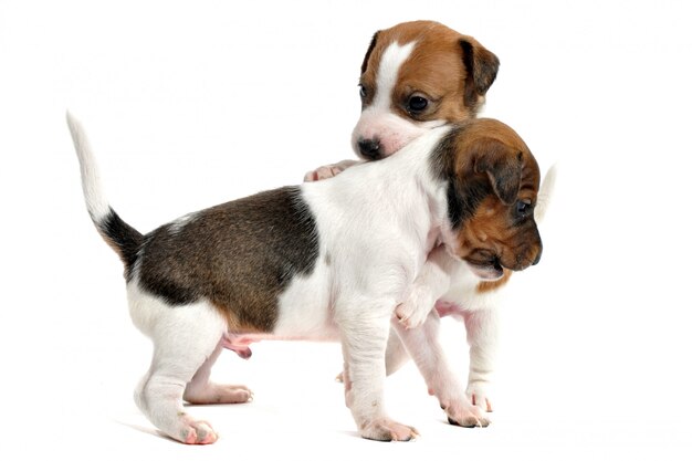 Welpen Jack Russell Terrier