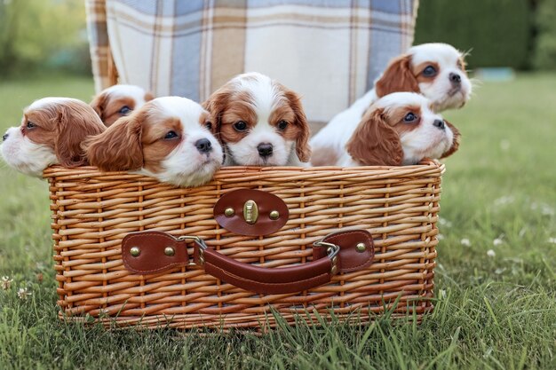 Welpen King Charles Spaniels in einem Korb vor der Kulisse der Natur im heißen Sommer