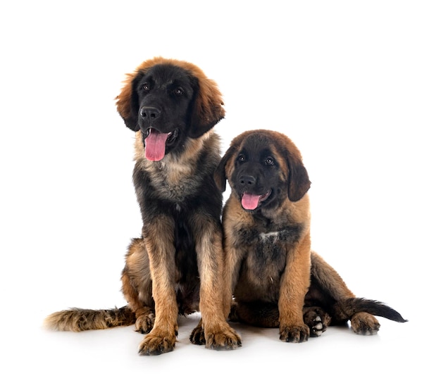 Welpen Leonberger im Studio