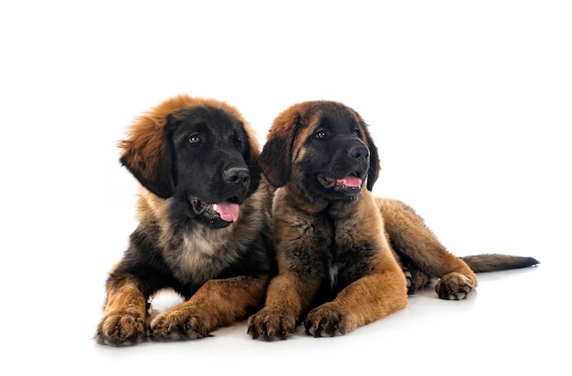 Welpen Leonberger im Studio