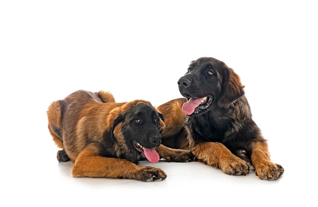 Welpen Leonberger im Studio