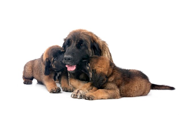 Welpen Leonberger und Mutter im Studio