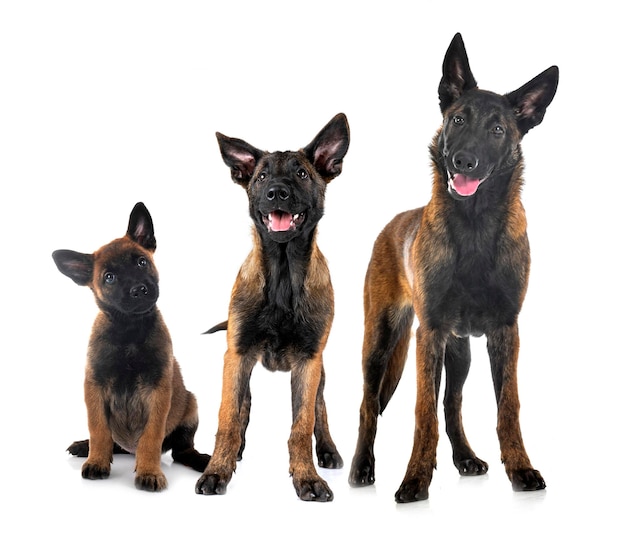 Welpen Malinois im Studio