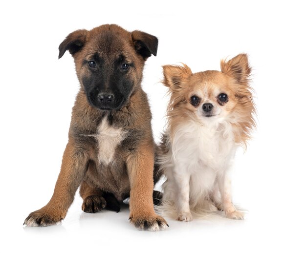 Welpen Malinois und Chihuahua