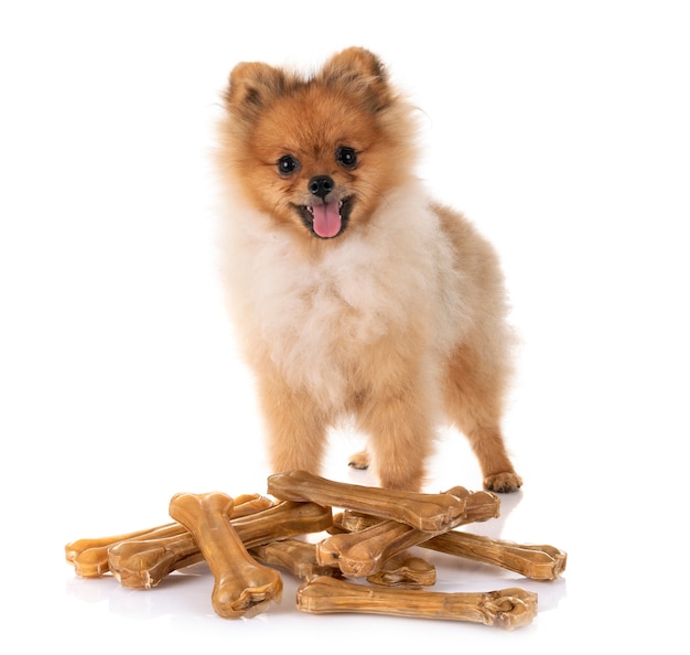 Welpen Pomeranian und Knochen