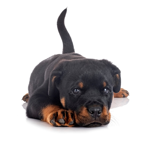 Welpen Rottweiler