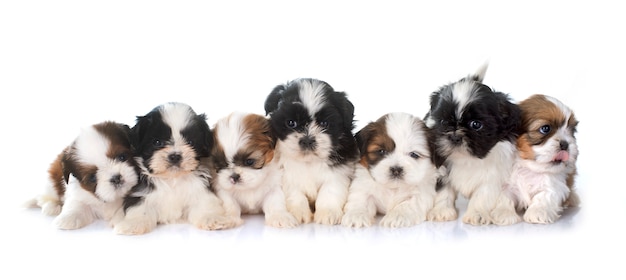 Welpen shih tzu