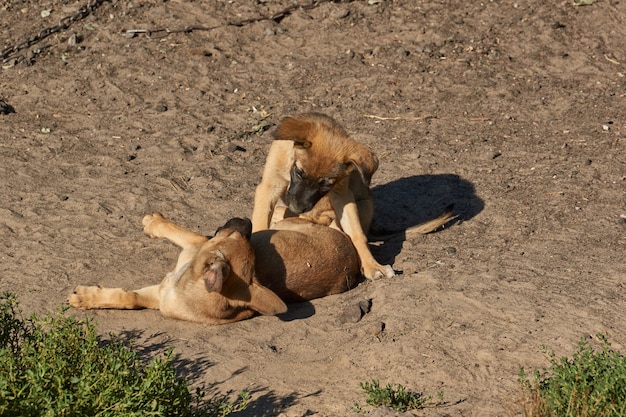 Welpen spielen im Sand und wärmen sich in den Strahlen der aufgehenden Sonne.