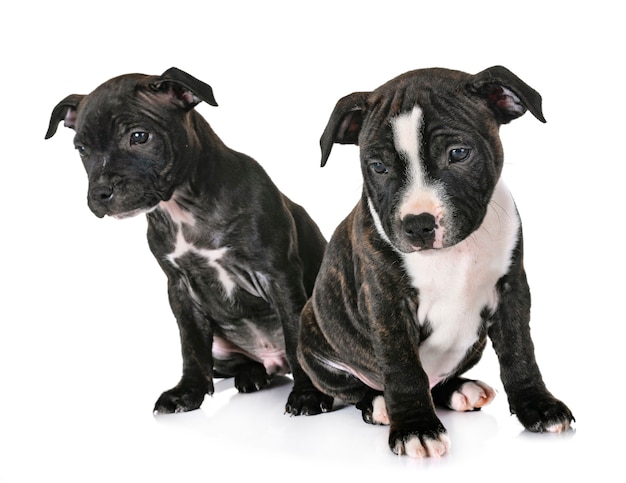 Welpen Staffordshire Bull Terrier