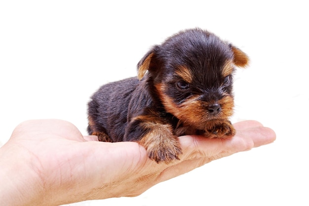 Welpen-Yorkshire-Terrier auf dem weißen Hintergrund