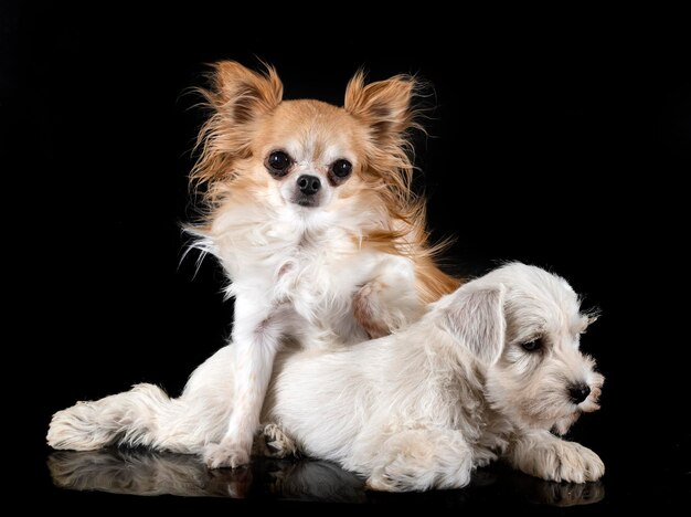 Welpen-Zwergschnauzer und Chihuahua