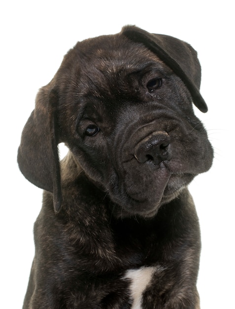 Welpenbulle Mastiff