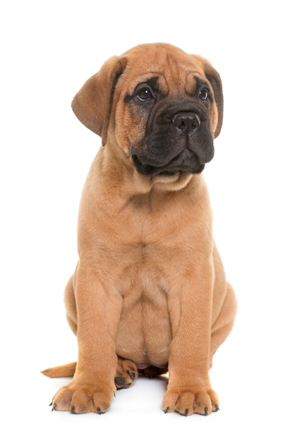 Welpenbulle Mastiff