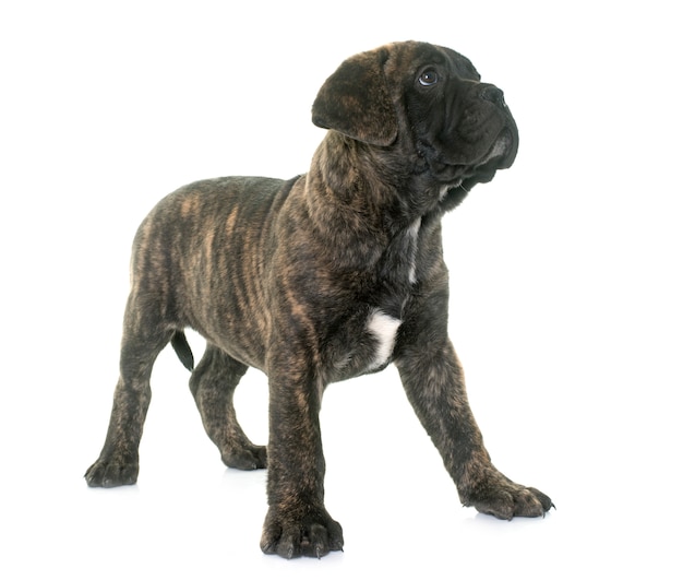 Welpenbulle Mastiff