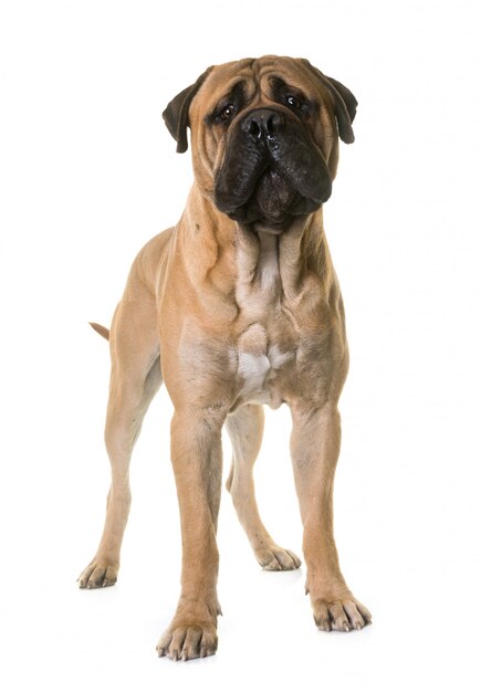 Welpenbullenmastiff