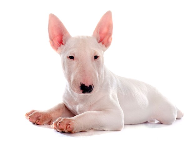 Welpenbullterrier