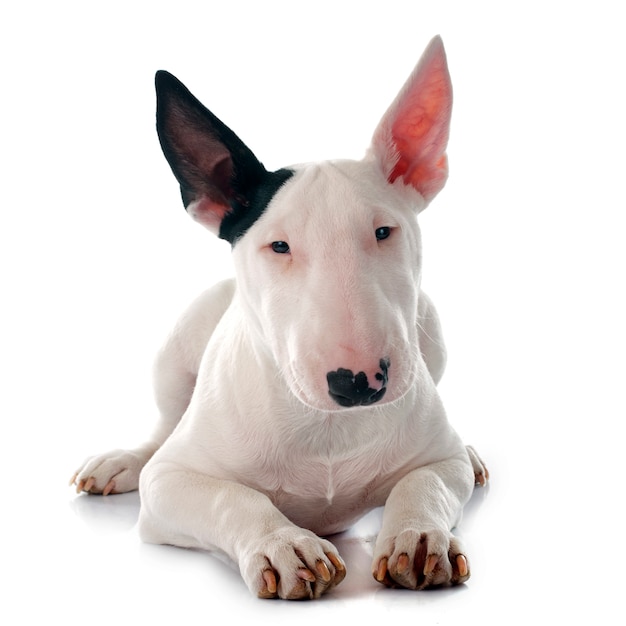 Welpenbullterrier