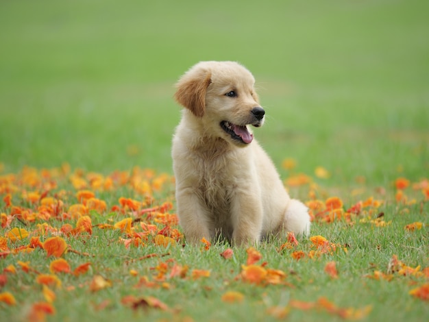 Welpenhund golden retriever auf dem Park