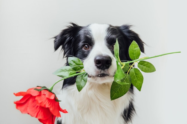 Welpenhunde-grenzcollie, der rote rosenblume im mund lokalisiert auf weißem hintergrund hält