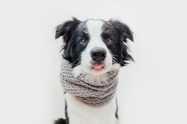 Welpenhunde-Grenzcollie, der warmen Kleiderschal um den Hals lokalisiert auf weißem Hintergrund trägt