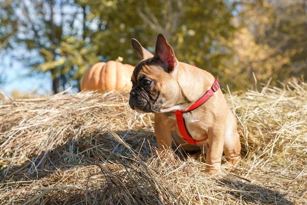 Welpenporträt der französischen Bulldogge
